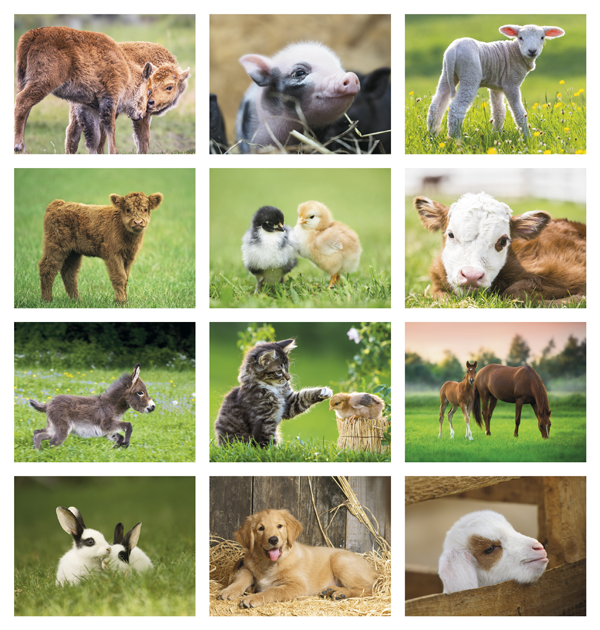 Click to Enlarge Monthly Images- Baby Farm Animals #7220 Custom Imprinted Calendar - Baby Farm Animals #7220