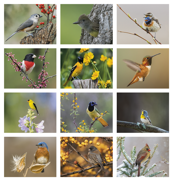 Click to Enlarge Monthly Images- Birds of North America #7236 Custom Imprinted Calendar - Birds of North America #7236