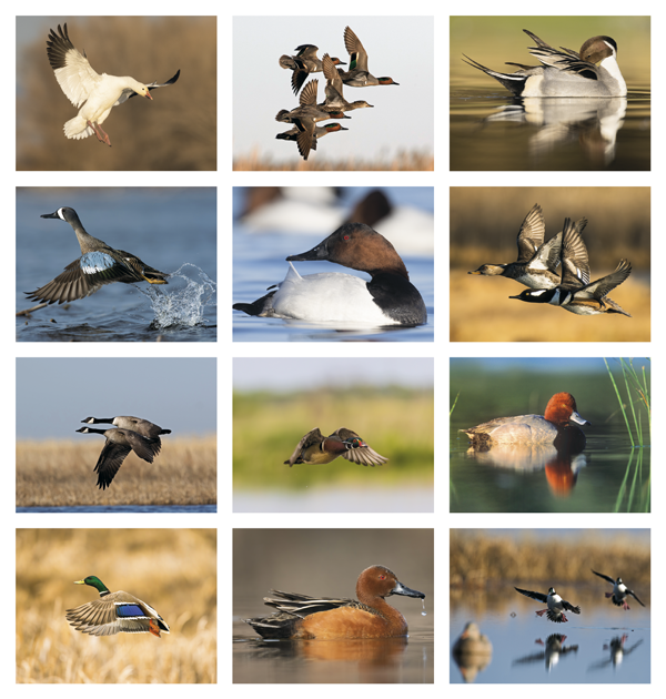 Click to Enlarge Monthly Images- Waterfowl #7248 Custom Imprinted Calendar - Waterfowl #7248