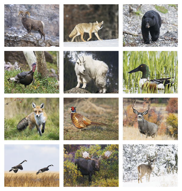 Click to Enlarge Monthly Images- Wildlife Portraits #7263 Custom Imprinted Calendar - Wildlife Portraits #7263