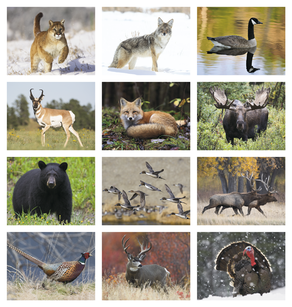 Click to Enlarge Monthly Images- Wildlife #803 Custom Imprinted Calendar - Wildlife #803