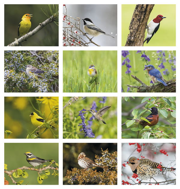 Click to Enlarge Monthly Images- Songbirds #875 Custom Imprinted Calendar - Songbirds #875