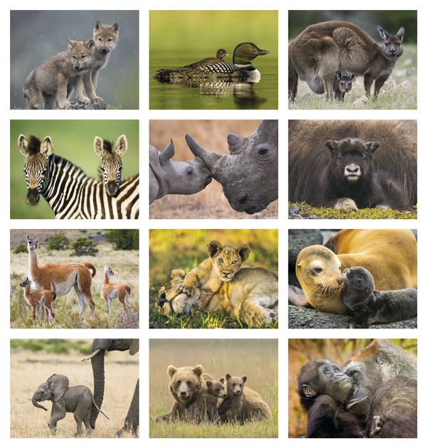 Click to Enlarge Monthly Images- Animal Babies #890 Custom Imprinted Calendar - Animal Babies #890