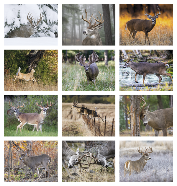 Click to Enlarge Monthly Images- Trophy Whitetail Deer #896 Custom Imprinted Calendar - Trophy Whitetail Deer #896